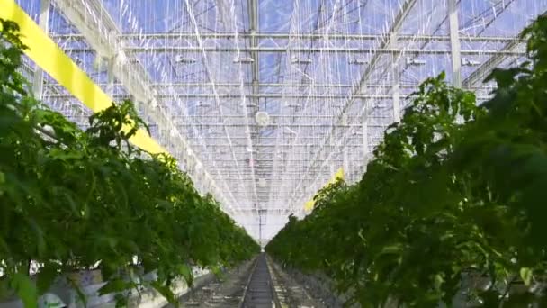 Large glasshouse with growing tomato brushwood. — 图库视频影像