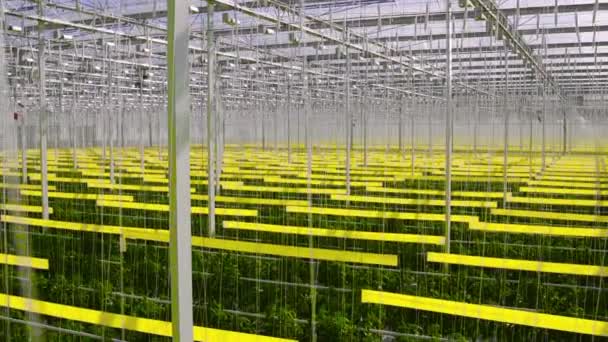 Plantación de tomates verdes en un invernadero aligerado — Vídeos de Stock