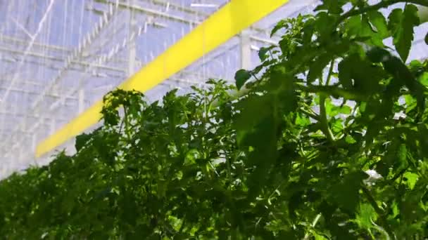 Plantas de tomate estão em uma grande estufa, crescendo em um equipamento especial . — Vídeo de Stock