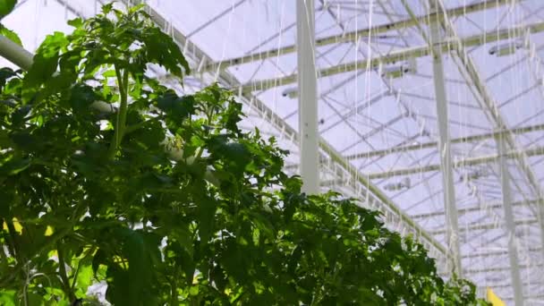 Las plantas de tomate están en un gran invernadero, creciendo en un equipo especial . — Vídeos de Stock