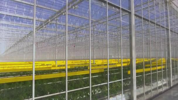 Plantas de tomate verde cultivadas en invernadero, agricultura y agricultura . — Vídeos de Stock