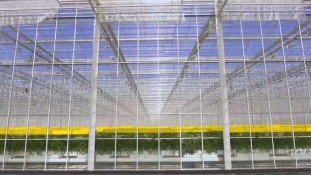 Plantas de tomate verde cultivadas en invernadero, agricultura y agricultura . — Vídeos de Stock