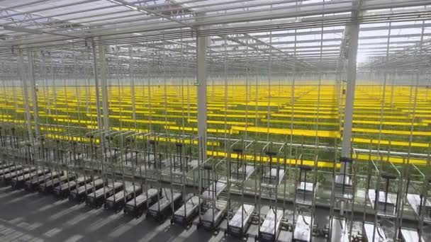Zelené rajčata pěstující se ve skleníku, zemědělství a zemědělství. — Stock video