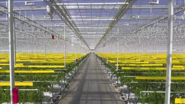 Zdjęcie lotnicze roślin pomidora są w dużej szklarni, rośnie na specjalnym sprzęcie. — Wideo stockowe