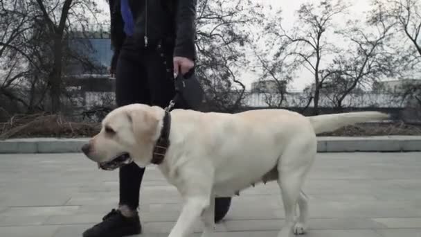Donna irriconoscibile cammina con il cane labrador retriever felice nel parco della città — Video Stock
