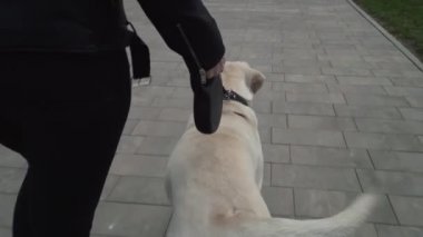 Tanımlanamayan kadın av köpeği Labrador 'la şehir parkında mutlu bir köpekle yürüyor.