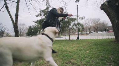 Şehir parkında Labrador köpeğini çalıştıran çekici kadın.