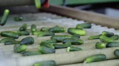 Sebzelerin İşlenmesi İçin Otomatik Hat. Salatalığı koruyorum. Konserve salatalık. Salatalık ve baharatlı cam kavanozlar..