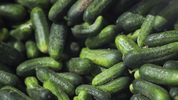 Ligne automatique pour le traitement des légumes. Préserver le concombre. Concombres en conserve. Pots en verre avec concombres et épices . — Video