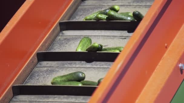 Ligne automatique pour le traitement des légumes. Préserver le concombre. Concombres en conserve. Pots en verre avec concombres et épices . — Video