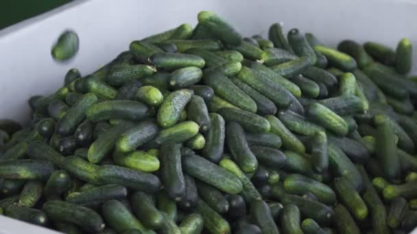 Automatische lijn voor de verwerking van groenten. Behoud van komkommer. Komkommers in blik. Glazen potten met komkommers en specerijen. — Stockvideo