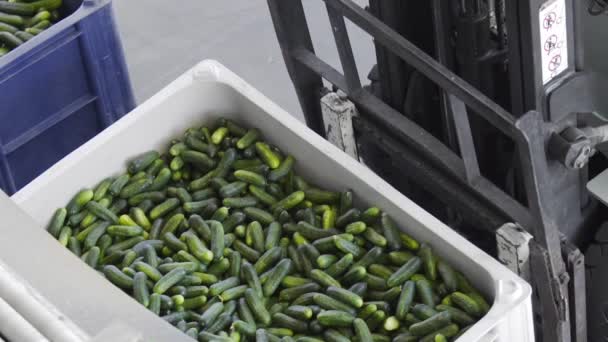 Caja llena de pepinos. Línea Automática de Procesamiento de Hortalizas. Preservando pepino. Pepinos enlatados. Frascos de vidrio con pepinos y especias . — Vídeo de stock