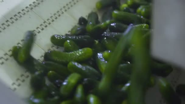 Ligne de lavage automatique pour le traitement des légumes. Préserver le concombre. Concombres en conserve. Pots en verre avec concombres et épices . — Video