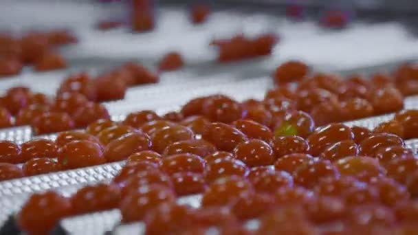 Konservenfabrik. Produktion von Gemüsekonserven. Tomaten haltbar machen. Tomaten aus der Dose. Glasgefäße mit Tomaten und Gewürzen. — Stockvideo