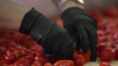 Domatesleri ayıran tanınmamış işçiler. Domatesleri koruyorum. Konserve domates. Domates ve baharatlı cam kavanozlar..