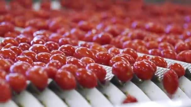 Fábrica de conservas. Produção de produtos vegetais enlatados. Preservação de tomates. Tomates enlatados. Frascos de vidro com tomates e especiarias . — Vídeo de Stock