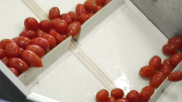 Een conservenfabriek. Productie van plantaardige producten in blik. Tomaten bewaren. Tomaten in blik. Glazen potten met tomaten en specerijen. — Stockvideo