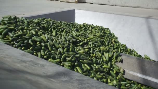 Almacenamiento de pepinos de fábrica. Preservando pepino. Pepinos enlatados. Frascos de vidrio con pepinos y especias . — Vídeos de Stock