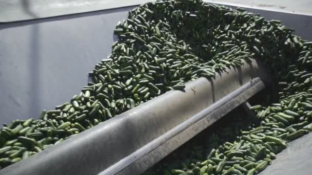 Armazenamento de pepinos de fábrica. Preservando Pepino. Pepinos enlatados. Frascos de vidro com pepinos e especiarias . — Vídeo de Stock