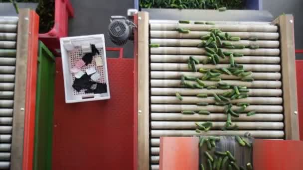 Vista superior de la Línea automática para el Procesamiento de Verduras. Preservando pepino. Pepinos enlatados. Frascos de vidrio con pepinos y especias . — Vídeo de stock