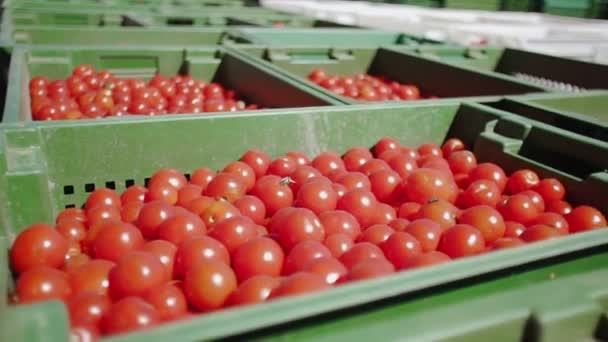 Armazenamento de pepinos de fábrica. Preservação de tomates. Tomates enlatados. Frascos de vidro com tomates e especiarias . — Vídeo de Stock