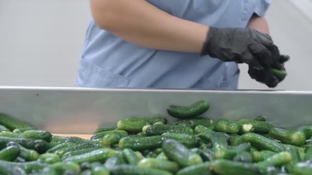 Onherkenbare arbeiders die komkommers sorteren. Behoud van komkommer. Komkommers in blik. Glazen potten met komkommers en specerijen. — Stockvideo