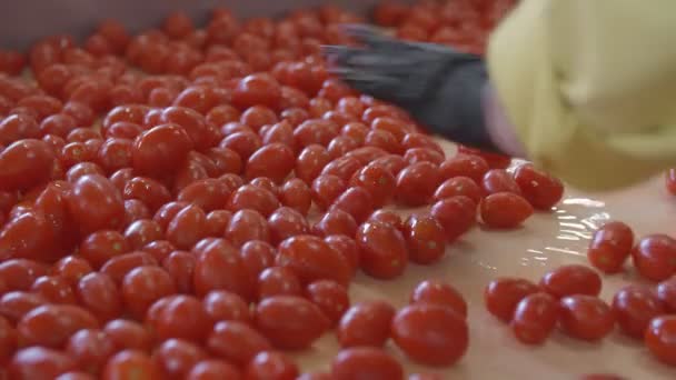 알아볼 수없는 노동자들 이 토마토를 분류하고 있습니다. 토마토를 보존 한다. 통조림 토마토. 토마토와 향신료가 담긴 유리병. — 비디오