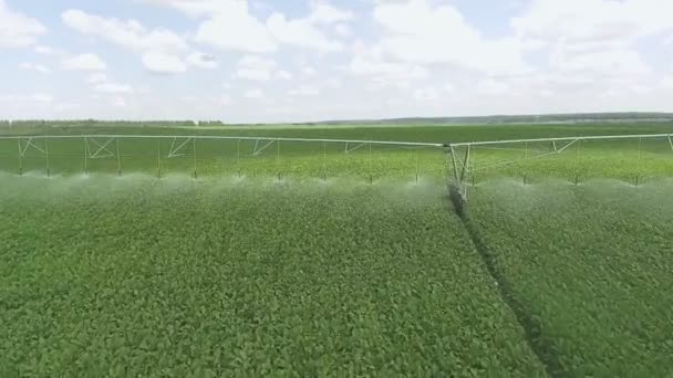 Bovenaanzicht van het drinkveld. Shot van irrigatie sproeiapparaat irrigatie beteelde velden. — Stockvideo