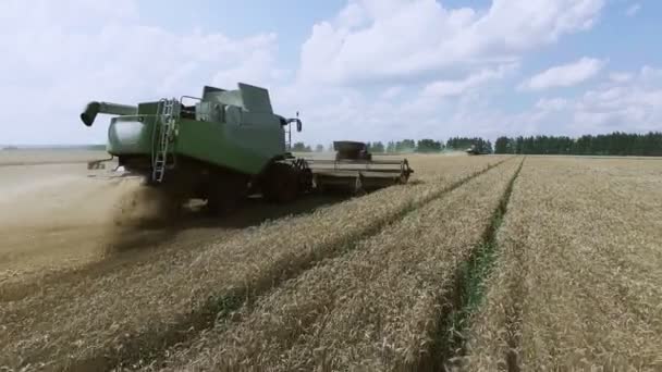 Вид с воздуха на современную комбайновую пшеницу на поле . — стоковое видео