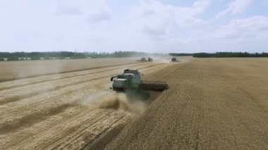 Hasat makinesindeki çiftçiler kırsal alanda olgunlaşmış buğday topluyor. Olgun tahıl hasadının altın kulakları, organik temiz tahıl kültürü ekimi.