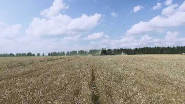 Hasat makinesindeki çiftçiler kırsal alanda olgunlaşmış buğday topluyor. Olgun tahıl hasadının altın kulakları, organik temiz tahıl kültürü ekimi. — Stok video