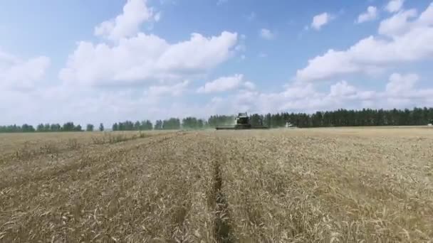 Les agriculteurs sur moissonneuse-batteuse récoltent du blé mûr dans les champs ruraux. Oreilles dorées de céréales mûres, culture de céréales propres biologiques . — Video