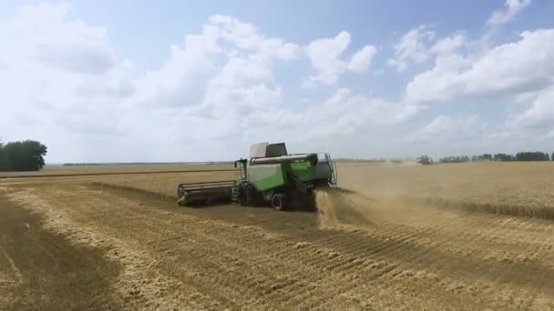 Hasat makinesindeki çiftçiler kırsal alanda olgunlaşmış buğday topluyor. Olgun tahıl hasadının altın kulakları, organik temiz tahıl kültürü ekimi. — Stok video