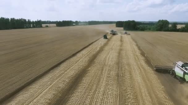 Luftbild Mähdrescher sammelt den Weizen — Stockvideo