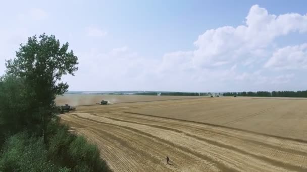 Widok z lotu ptaka Kombajny zbożowe zbiera pszenicę — Wideo stockowe