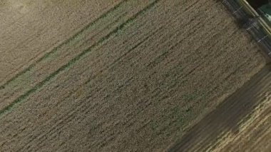 Buğdayı toplayan hava manzaralı hasatçılar