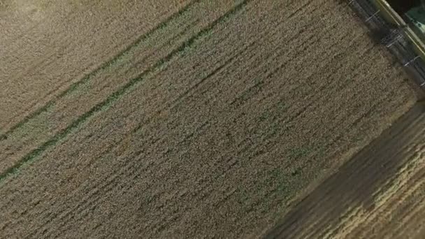 Вид с воздуха Комбайны собирают пшеницу — стоковое видео