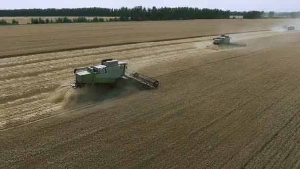Luftaufnahme moderner Mähdrescher bei der Weizenernte auf dem Feld. — Stockvideo