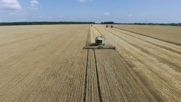 Rolnik na kombajn zbieram dojrzały pszenica na wiejski pole. Złote uszy dojrzałych upraw zbóż, uprawa ekologicznych czystych ziaren. — Wideo stockowe