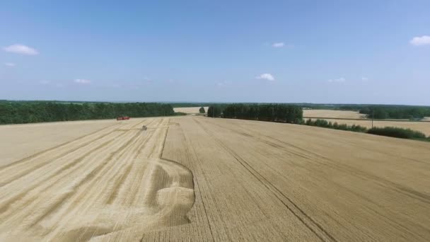 Flybilde - Sammensatte høstingsmaskiner samler hveten – stockvideo