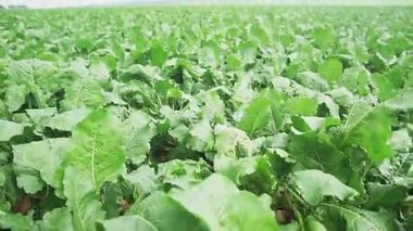 Sebze yetiştiriciliği. Olgunlaşan şeker pancarının yapraklarını yakından çek.