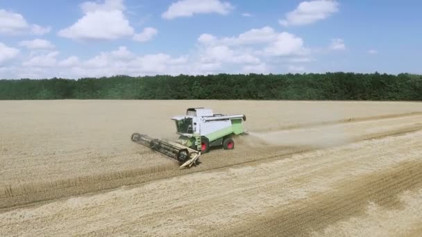 Modern hava manzarası tarlada buğday hasadını birleştiriyor. — Stok video