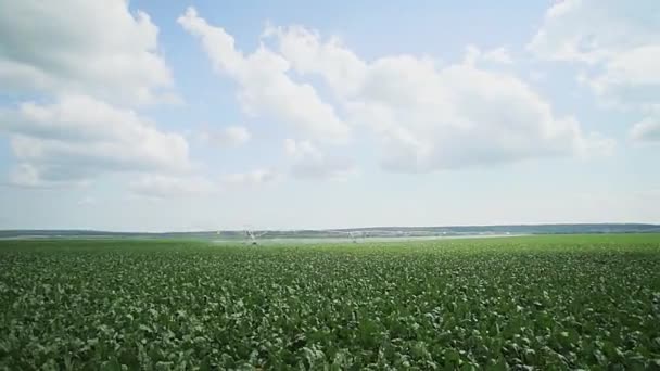 Pěstování bílé řepy. Pole mladých zelených klíčků cukrové řepy. Zpomalený pohyb. — Stock video