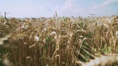 Buğday tarlası. Buğday kulakları yakında. Hasat ve hasat konsepti.