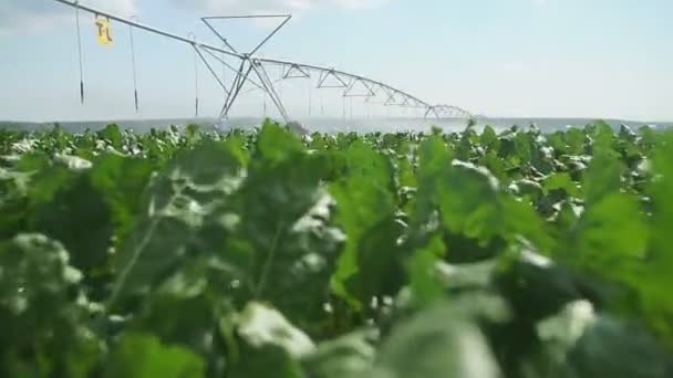 Waterveld. Shot van irrigatie sproeiapparaat irrigatie geteelde suikerbietenvelden. — Stockvideo