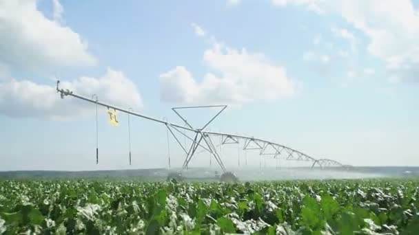 Watering field. Shot of irrigation sprayer irrigating cultivated Sugar beet fields. — Stock Video