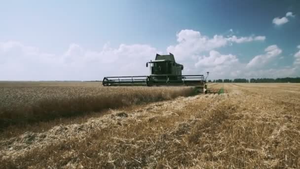 Modern combine harvester collects ripe wheat leaving behind a cloud of dust in a wheat field. — Stock Video