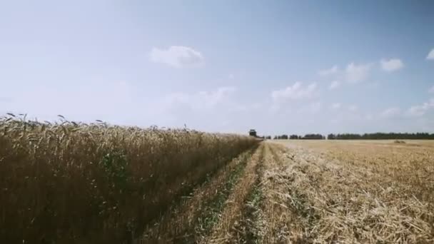 Farmers on combine harvester collect ripe wheat in rural field. Golden ears of ripe cereal crop, cultivation organic clean grain culture. — Stock Video
