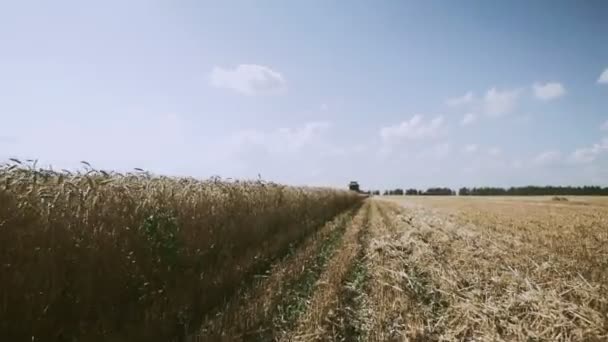 Landbouwers op combinatieoogstmachines verzamelen rijpe tarwe op het platteland. Gouden oren van rijpe graangewassen, biologische teelt zuivere graancultuur. — Stockvideo