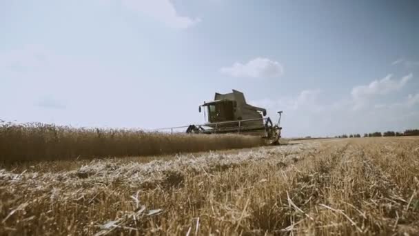 Farmers on combine harvester collect ripe wheat in rural field. Golden ears of ripe cereal crop, cultivation organic clean grain culture. — Stock Video